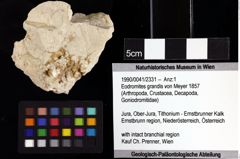 Foto (Objket + Etiketten) von Eodromites grandis (von Meyer 1857) 